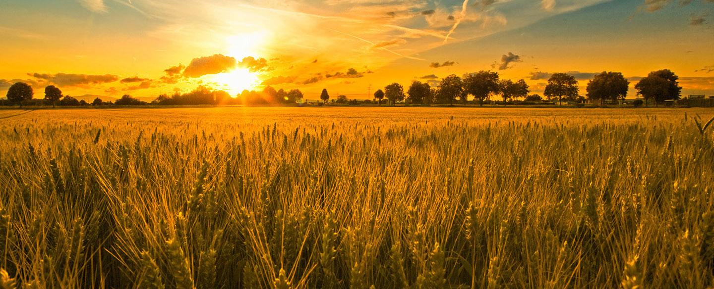 現(xiàn)代農業(yè)的發(fā)展離不開智庫